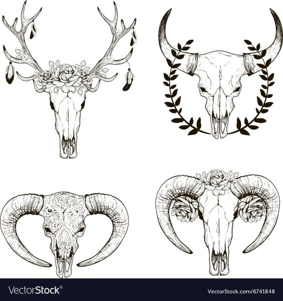 Череп коровы