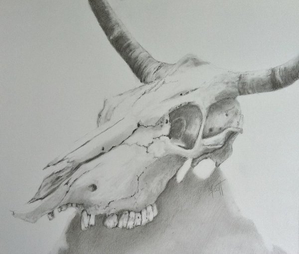 Череп коровы эскиз