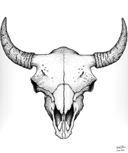 Череп быка сбоку