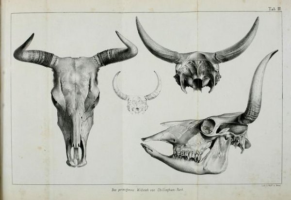 Череп быка сбоку