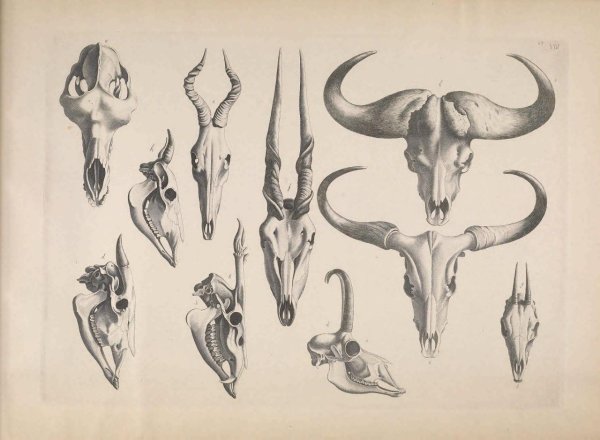 Черепа животных тату