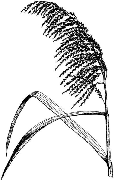 Бамбук нарисованный