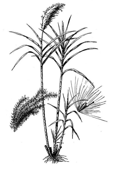 Тростник Графика