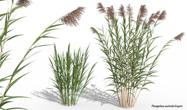 Обои бамбук