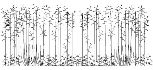 Сахарный тростник