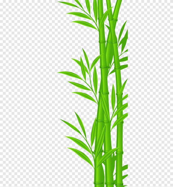 Родина бамбука