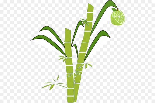 Тростник ветка