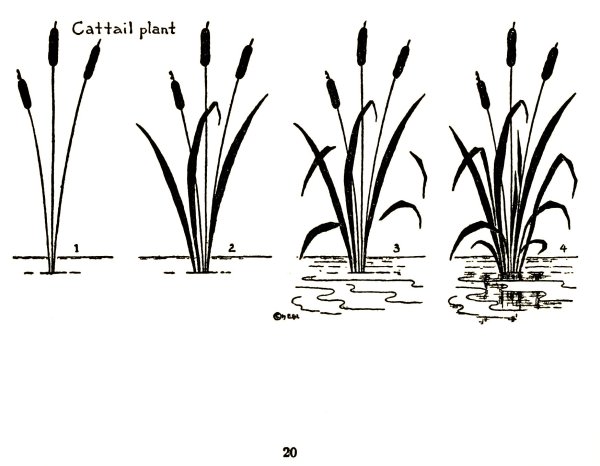 Камыш для детей
