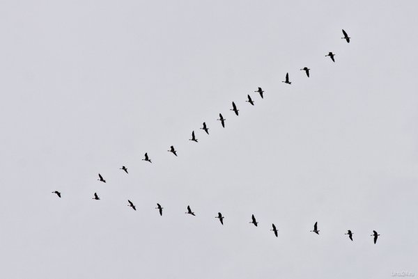 Перелетные птицы Клин косяк