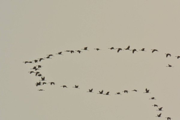 Татуировки стаи журавлей