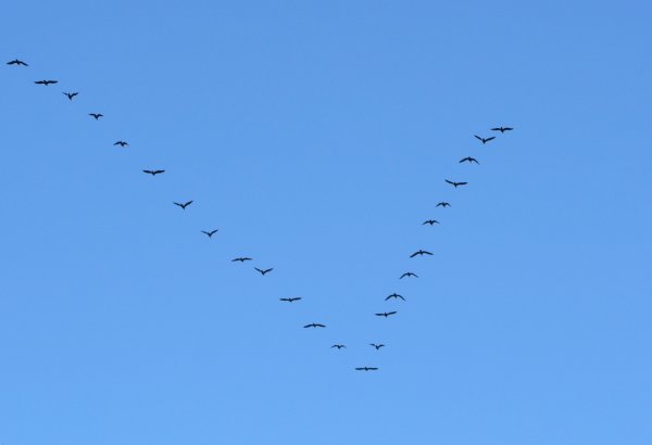 Перелетные птицы Клин косяк