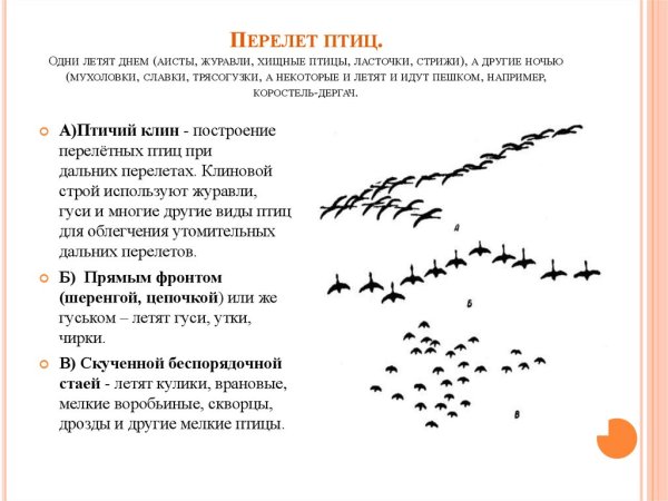 Клин птиц рисунок