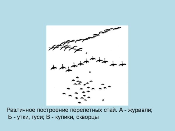 Клин журавлей контур