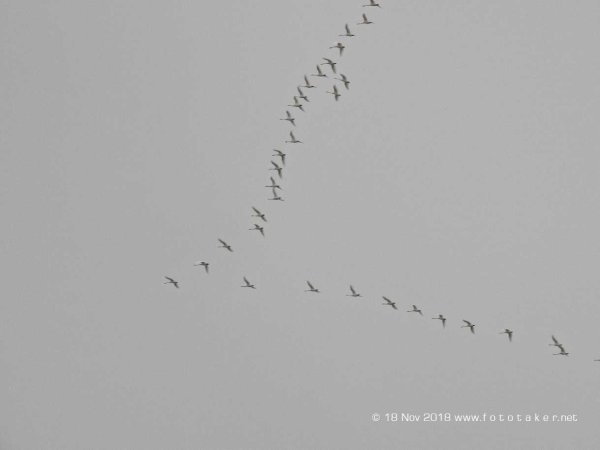 Косяк журавлей