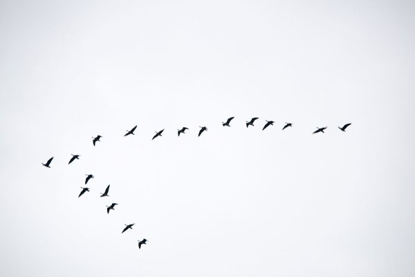 Клин журавлей на белом фоне