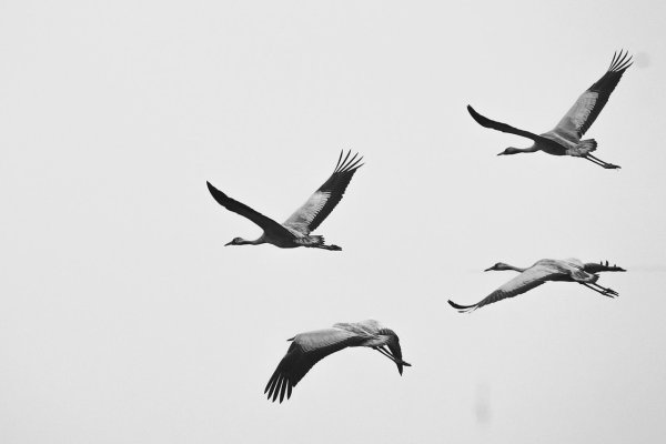 Журавль силуэт