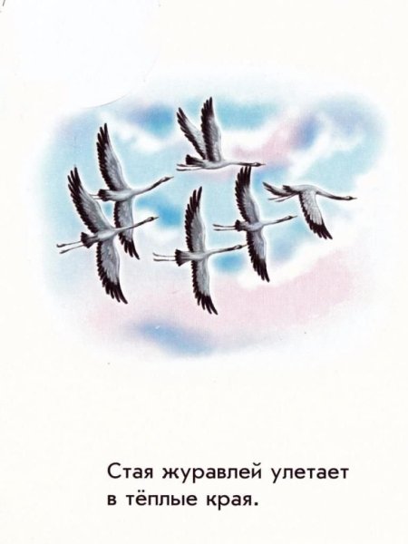 Птицы в небе