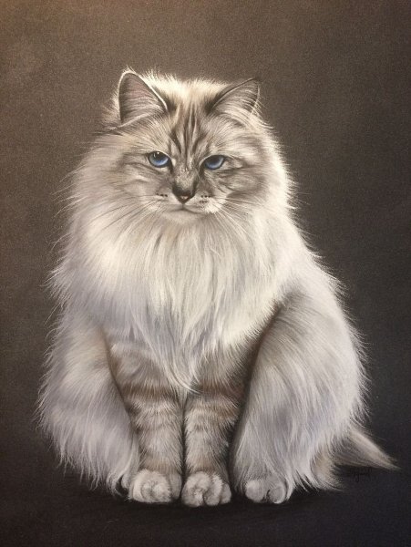 Пушистая кошка