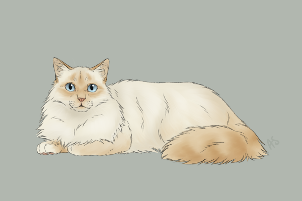 Коты Воители Ромашка