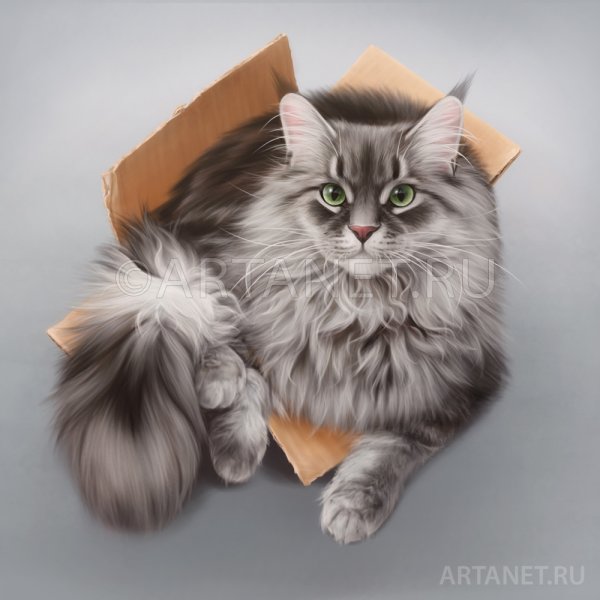 Кошка пушистая Мейн кун