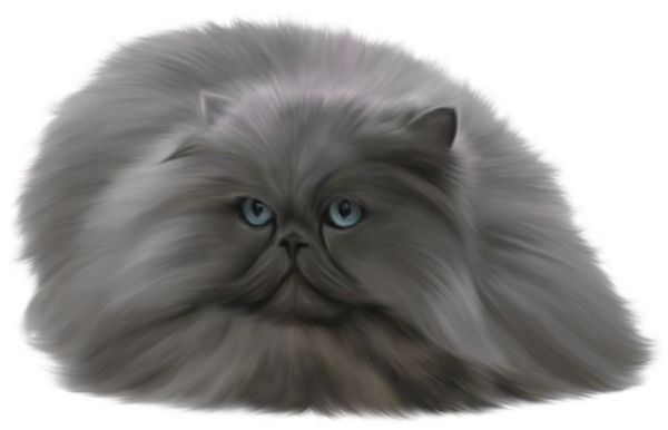 Пушистая кошка на белом фоне