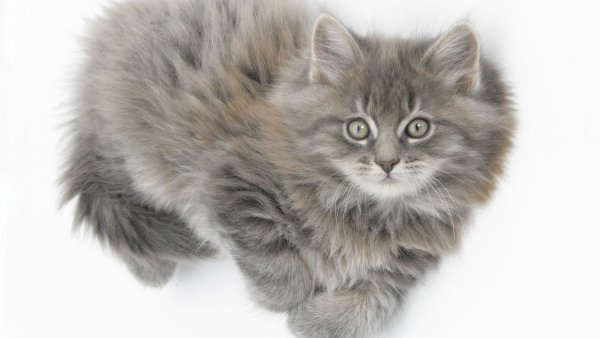Серый пушистый котенок
