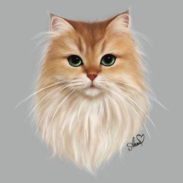 Морда рыжего кота анфас