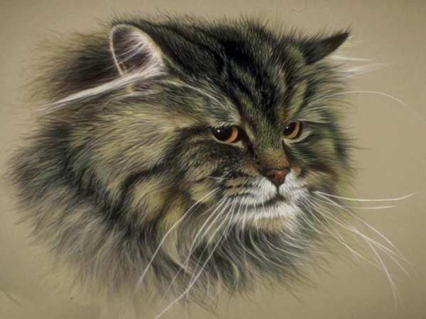 Сибирский кот живопись