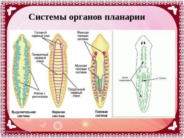 Пищеварительная система плоских червей схема