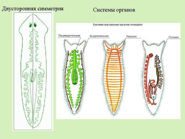 Двусторонняя симметрия у плоских червей