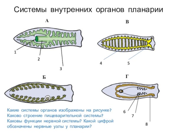 Схема выделительной системы планарии