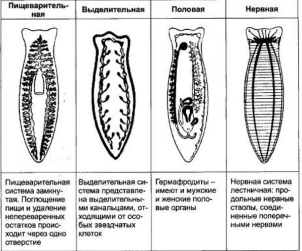 Выделительнаясистемк плоских червей