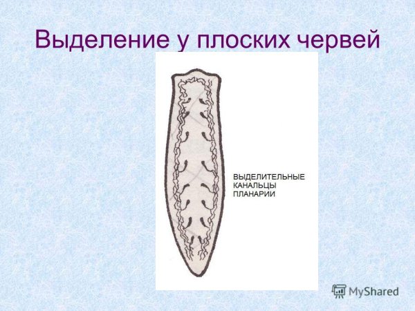 Системы органов планарии