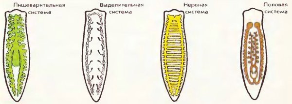 Планария трахеи