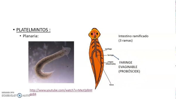 Схема внутренних органов молочной планарии