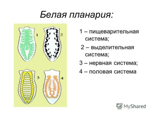 Схема строения планарии
