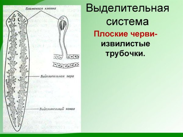 Ресничные черви пищеварительная система