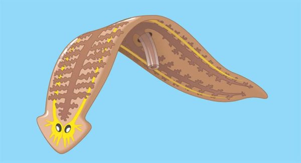 Тип плоские черви половая система