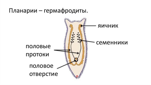 Схема пищеварительной системы и половой системы планарии
