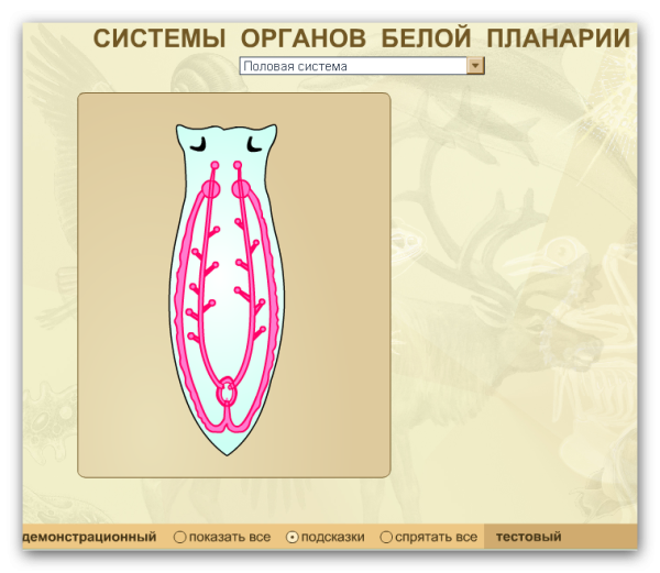 Чёрная планария часть тела