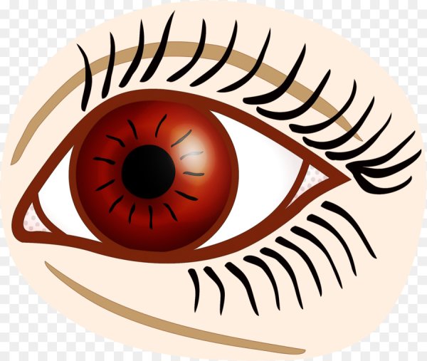 Глаз и изображение