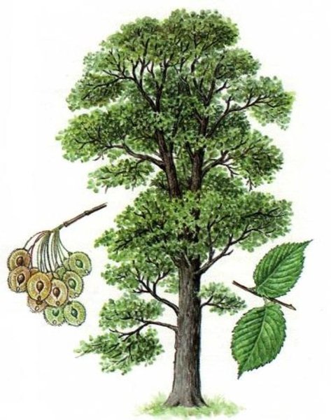 Вяз карагач Ботаническая иллюстрация