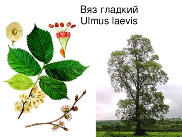 Ясень вяз карагач