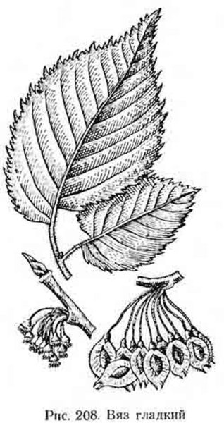 Вяз шершавый плоды