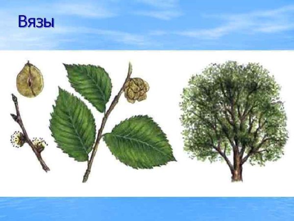 Вяз шершавый плоды