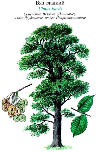 Вяз гладкий