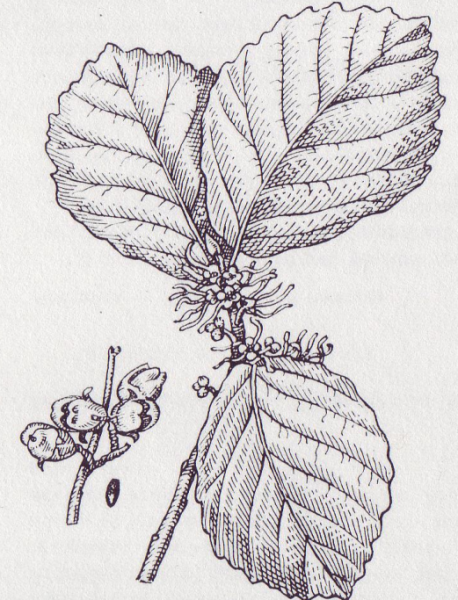 Вяз мелколистный, приземистый, ильмовник (Ulmus pumila)