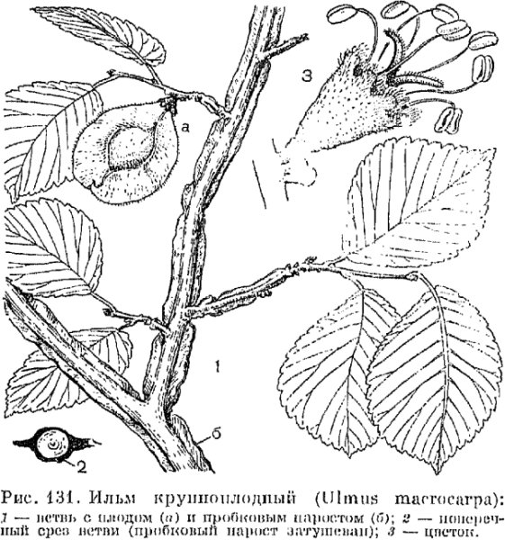 Вяз гладкий мужские цветки