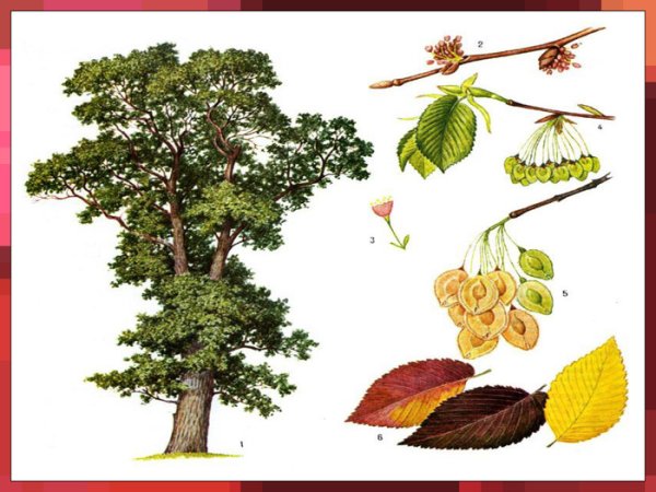 Вяз шершавый Ботаническая иллюстрация