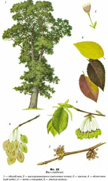 Вяз дерево листья и семена